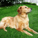 Illustration for article titled Shooting Challenge Pets Gallery 1